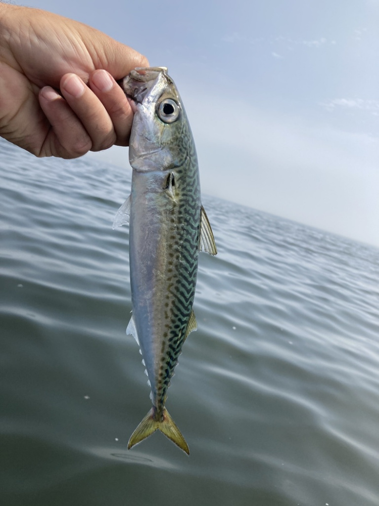 日本鲭
